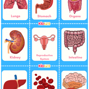 Human Major Organs Flashcards