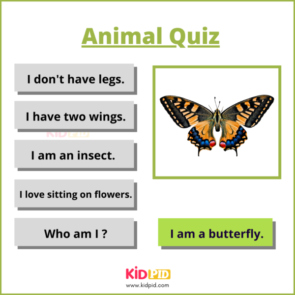Butterfly - Animal Quiz