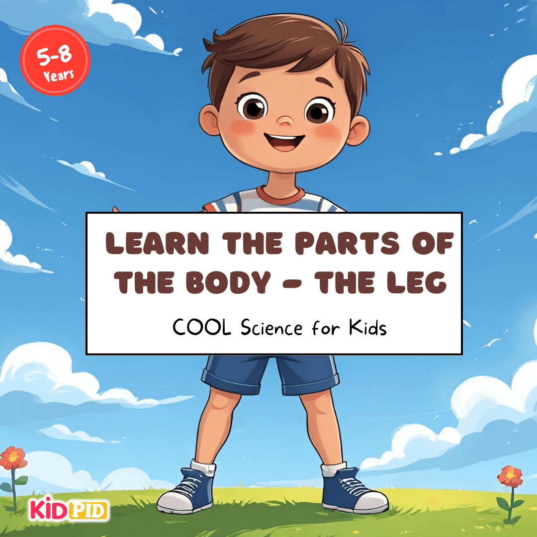 Learn the Parts of the Body - THE LEG