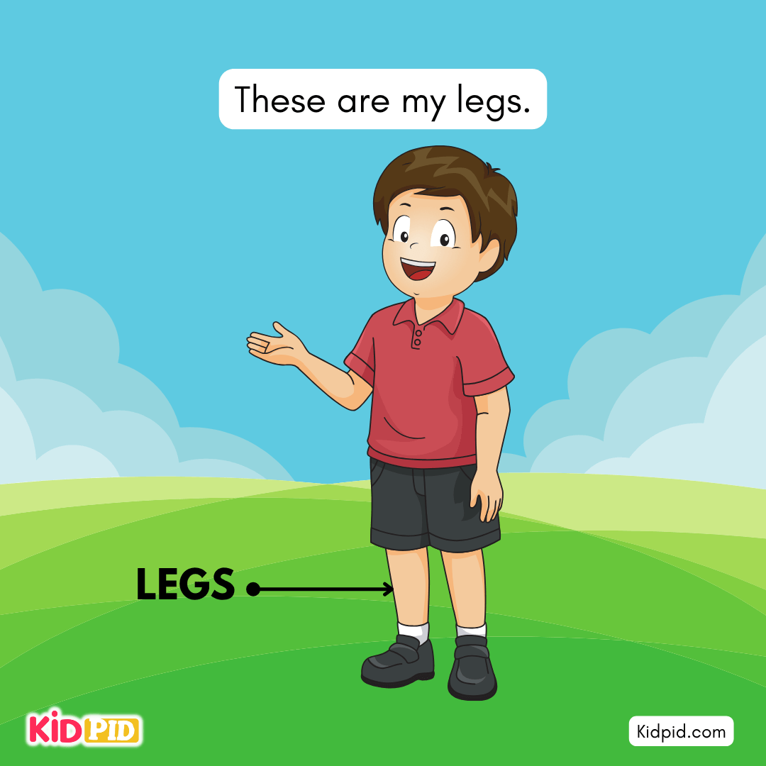 Learn the Parts of the Body - THE LEG