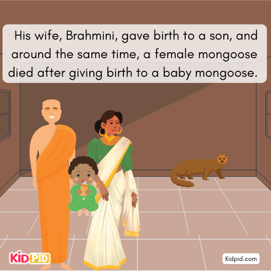 The Brahmini and the Mongoose – Moral Story for Kids - Image 3